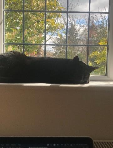 A black cat sleeping on a windowsill in front of sun and trees