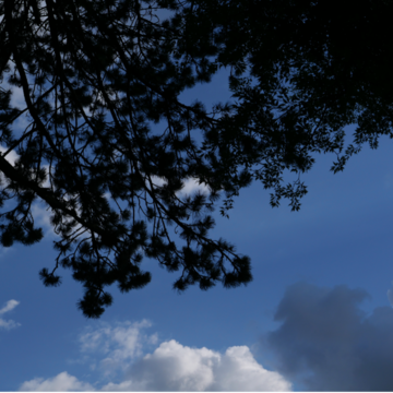 An outdoor photograph depicting blue skies, clouds and tree silhouettes
